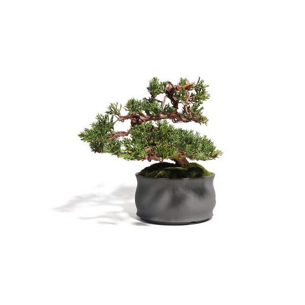 真柏　-Japanese Juniper-　（推定樹齢30年） 詳細画像